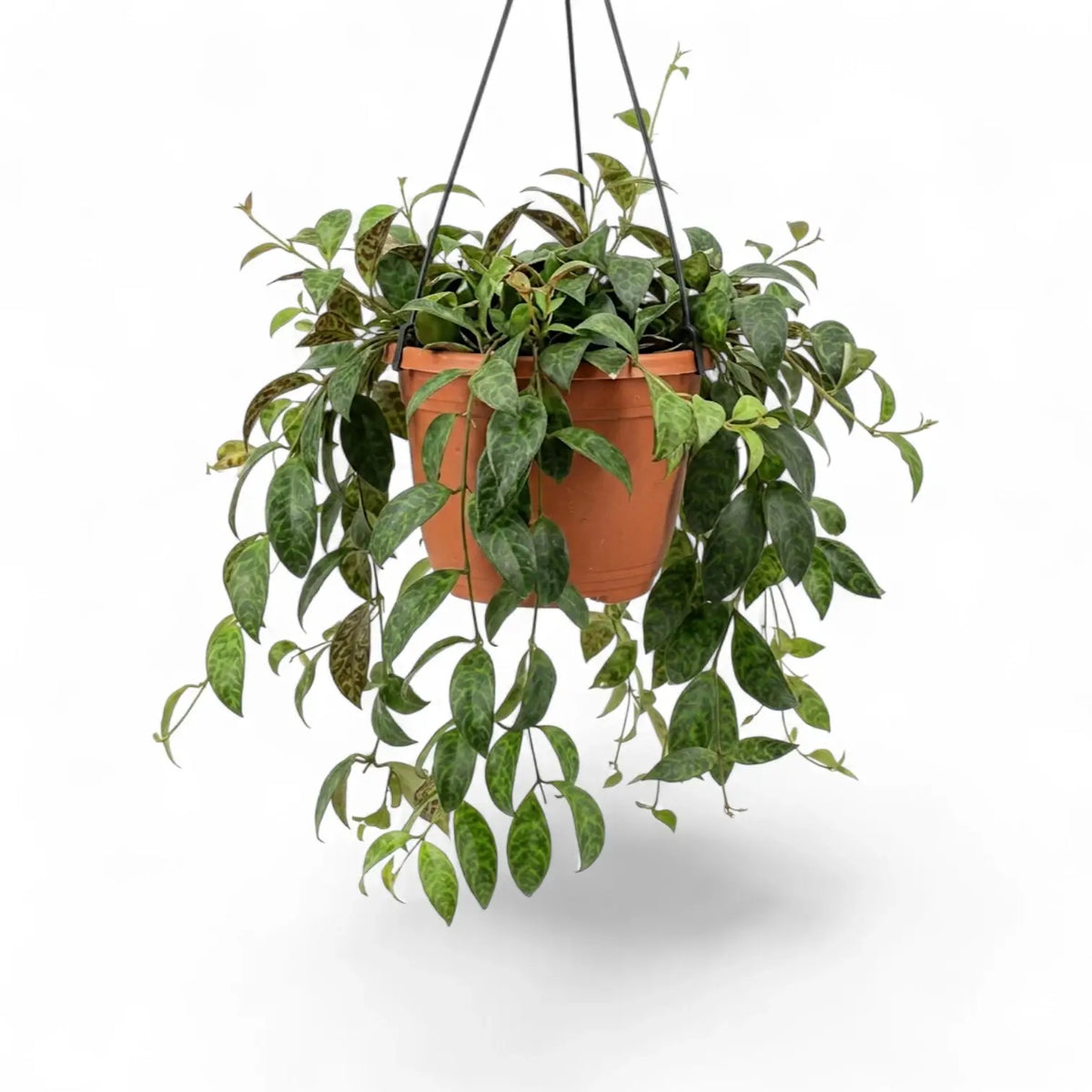 Aeschynanthus marmoratus plant in a nursery pot.