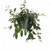 Aeschynanthus marmoratus plant in a nursery pot.