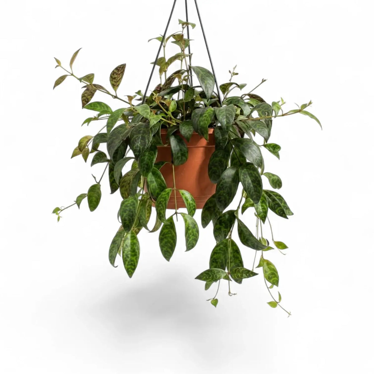 Aeschynanthus marmoratus plant in a nursery pot.