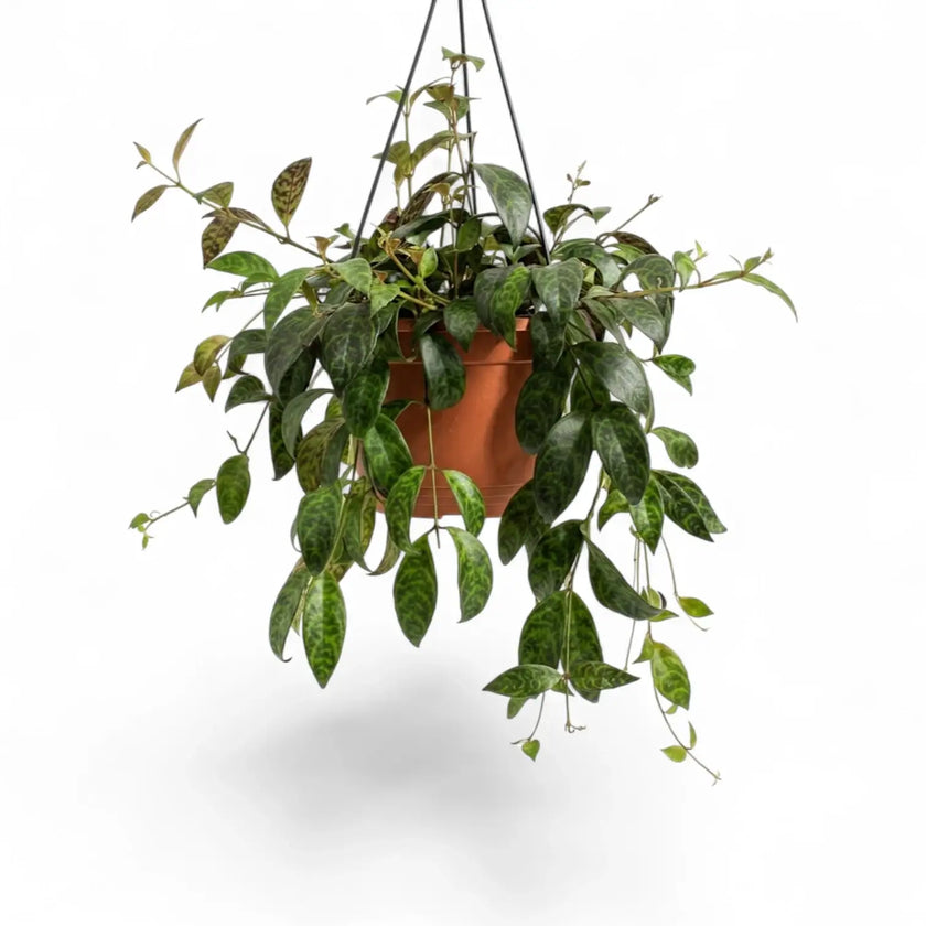 Aeschynanthus marmoratus plant in a nursery pot.