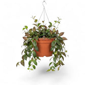 Aeschynanthus marmoratus plant in a nursery pot.