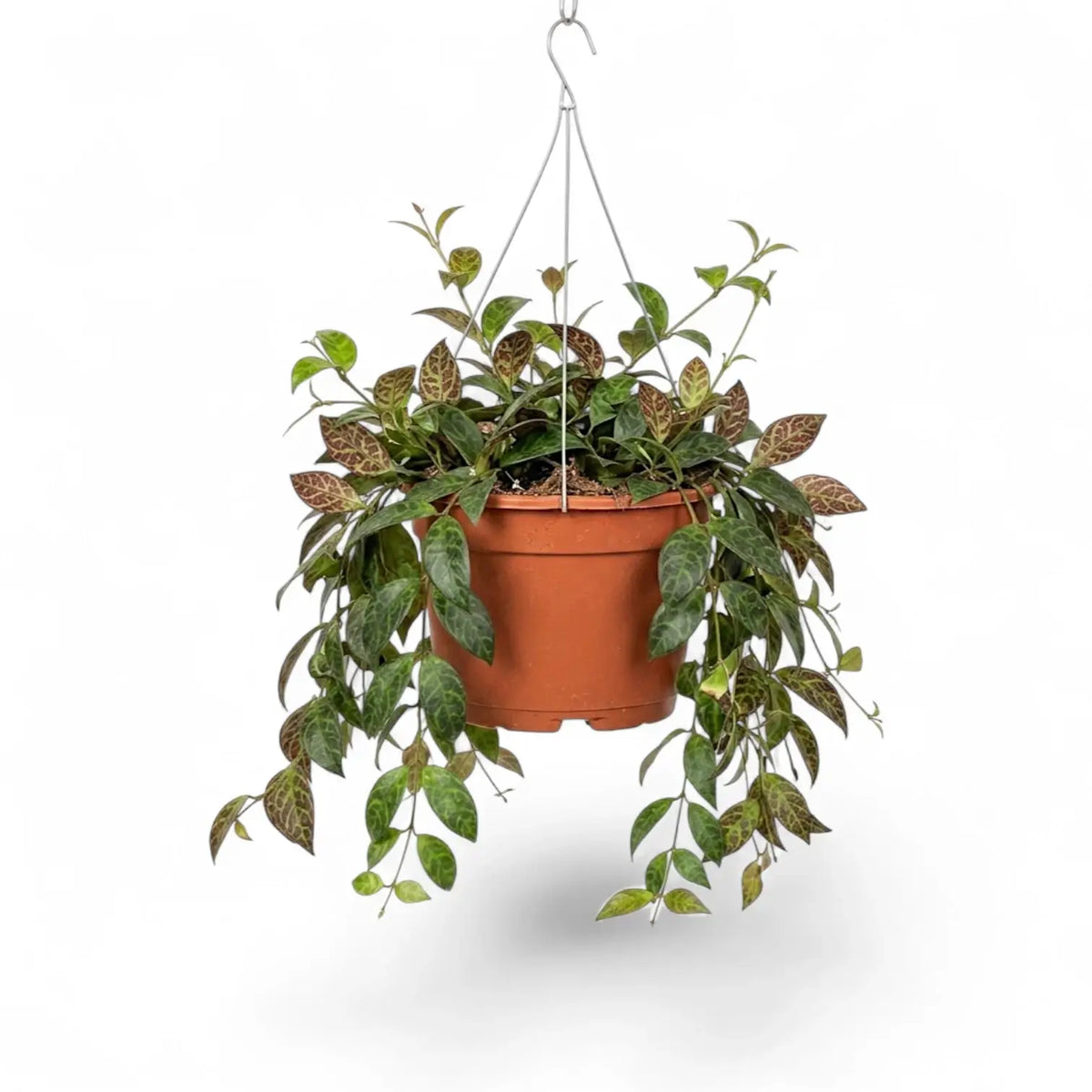 Aeschynanthus marmoratus plant in a nursery pot.
