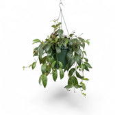 Aeschynanthus marmoratus plant in a nursery pot.