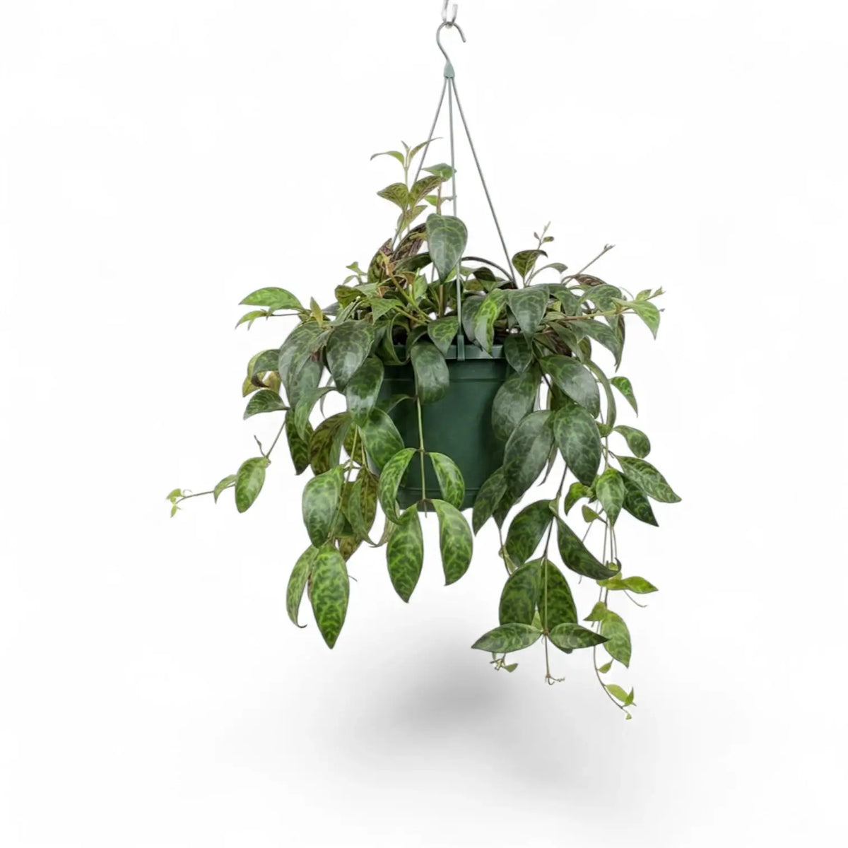 Aeschynanthus marmoratus plant in a nursery pot.