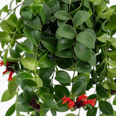 Aeschynanthus ‘Mona Lisa’ trailing foliage with red tubular flowers
