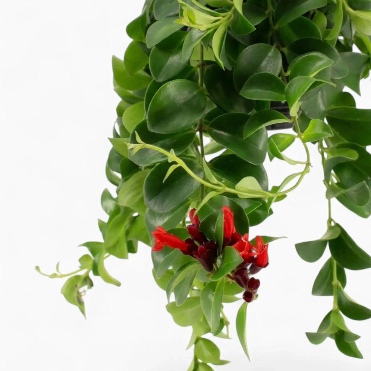 Aeschynanthus ‘Mona Lisa’ trailing foliage with red tubular flowers