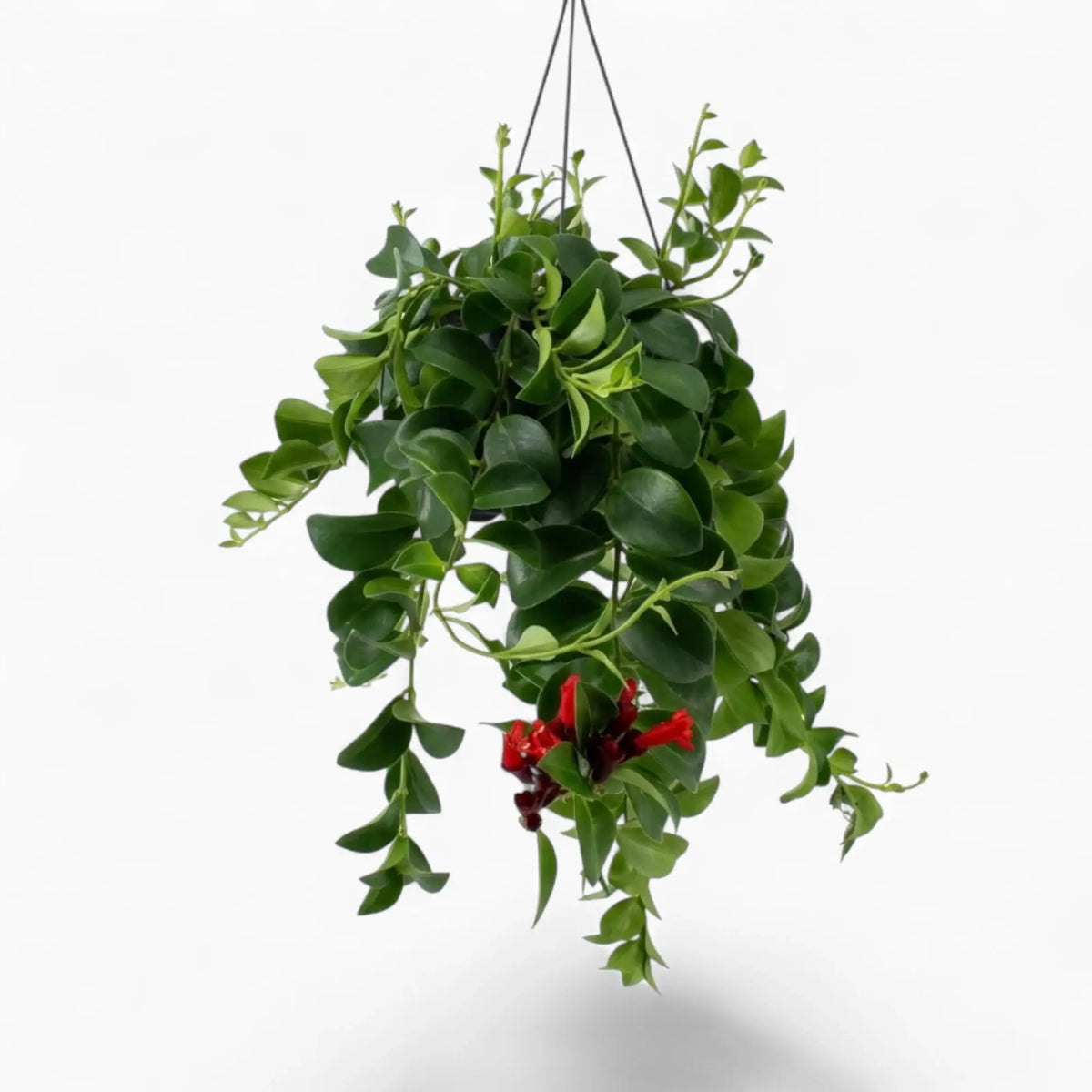 Aeschynanthus ‘Mona Lisa’ trailing plant with glossy green foliage