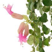 Aeschynanthus ‘Pink Polka’ close-up with rounded green leaves and pale pink tubular flowers