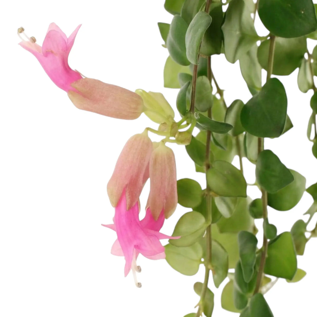 Aeschynanthus ‘Pink Polka’ close-up with rounded green leaves and pale pink tubular flowers