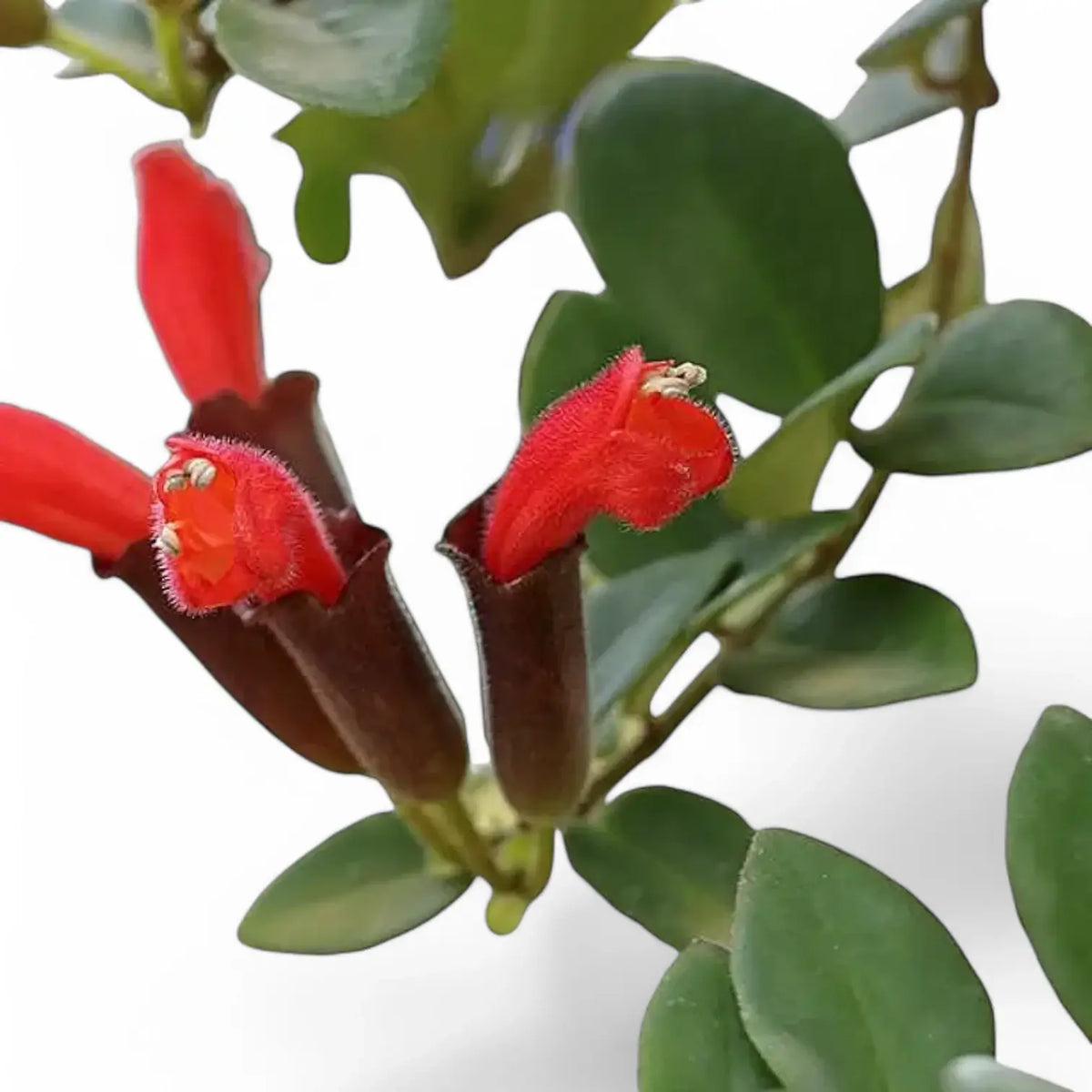 Aeschynanthus pulcher leaf detail on white background.