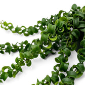 Close-up of Aeschynanthus ‘Rasta’ curled green leaves