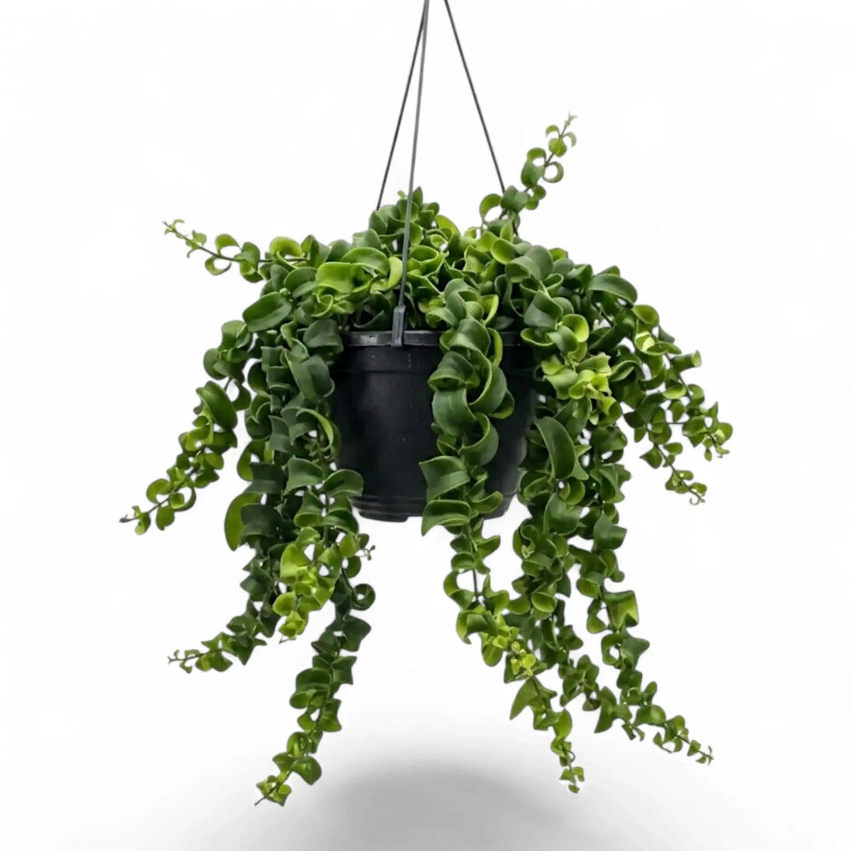 Aeschynanthus ‘Rasta’ hanging plant with trailing stems and curled green leaves