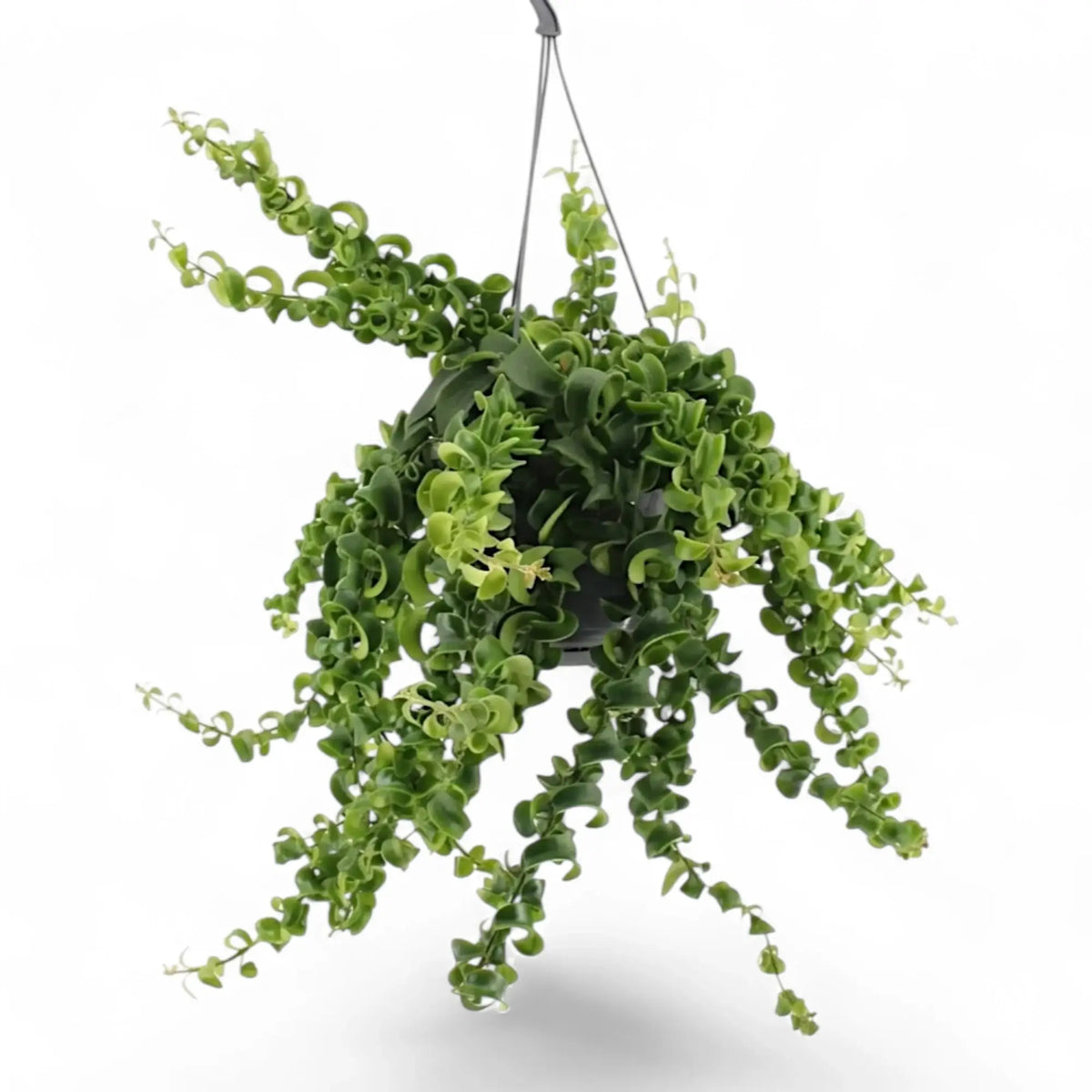 Aeschynanthus ‘Rasta’ hanging plant with trailing stems and curled green leaves
