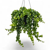 Aeschynanthus ‘Rasta’ hanging plant with trailing stems and curled green leaves
