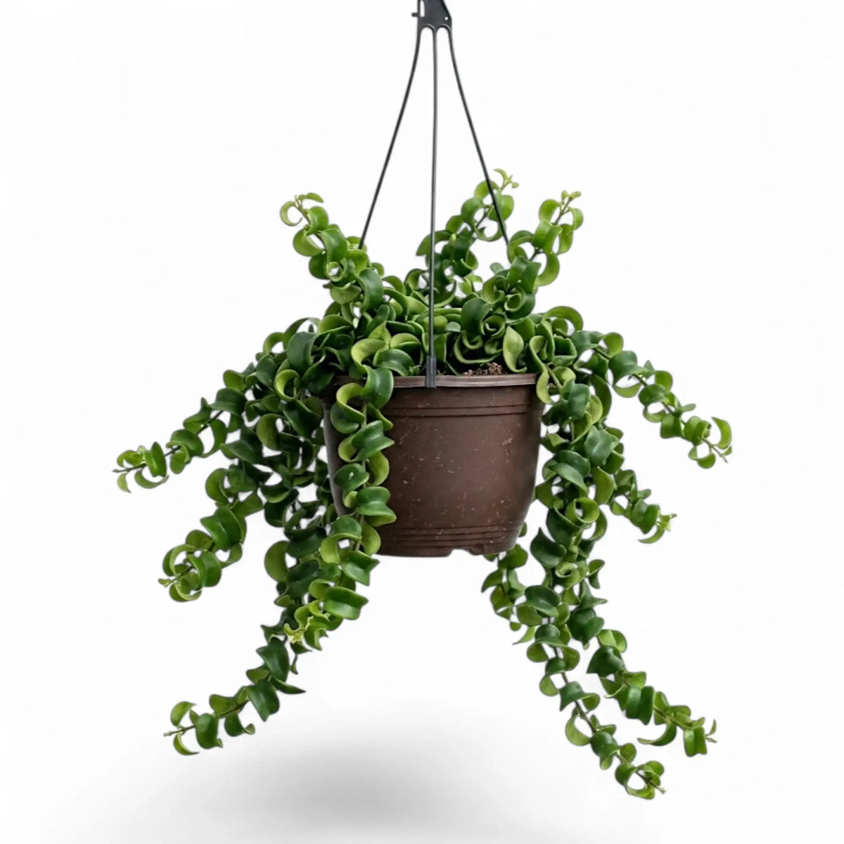 Aeschynanthus ‘Rasta’ hanging plant with trailing stems and curled green leaves