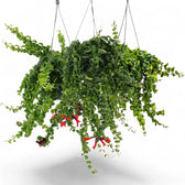 Aeschynanthus ‘Rasta’ hanging plant with trailing stems and curled green leaves