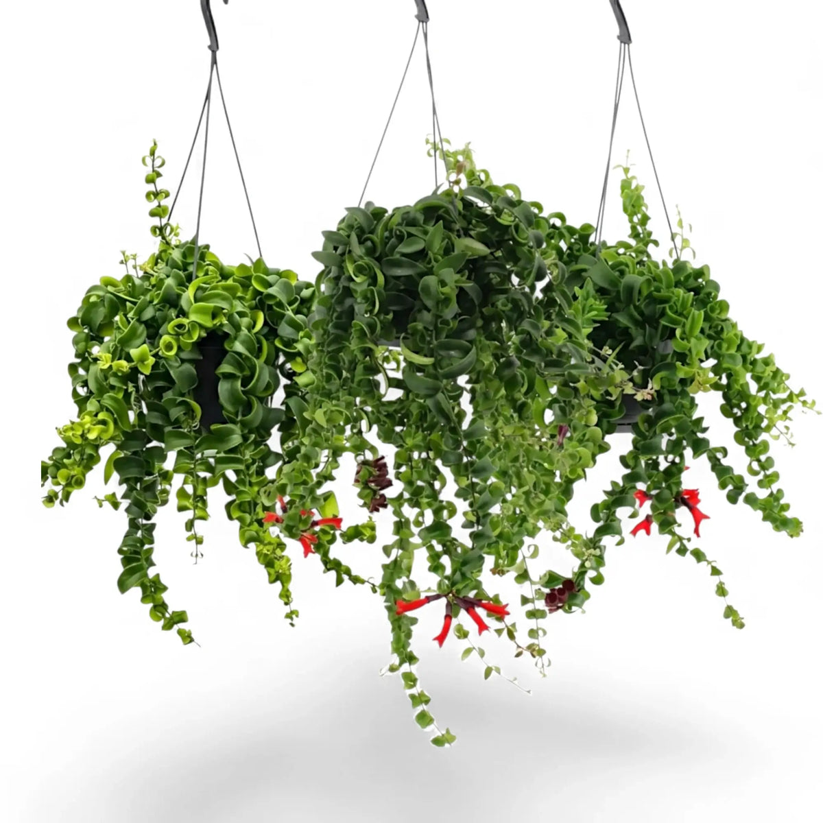 Aeschynanthus ‘Rasta’ hanging plant with trailing stems and curled green leaves