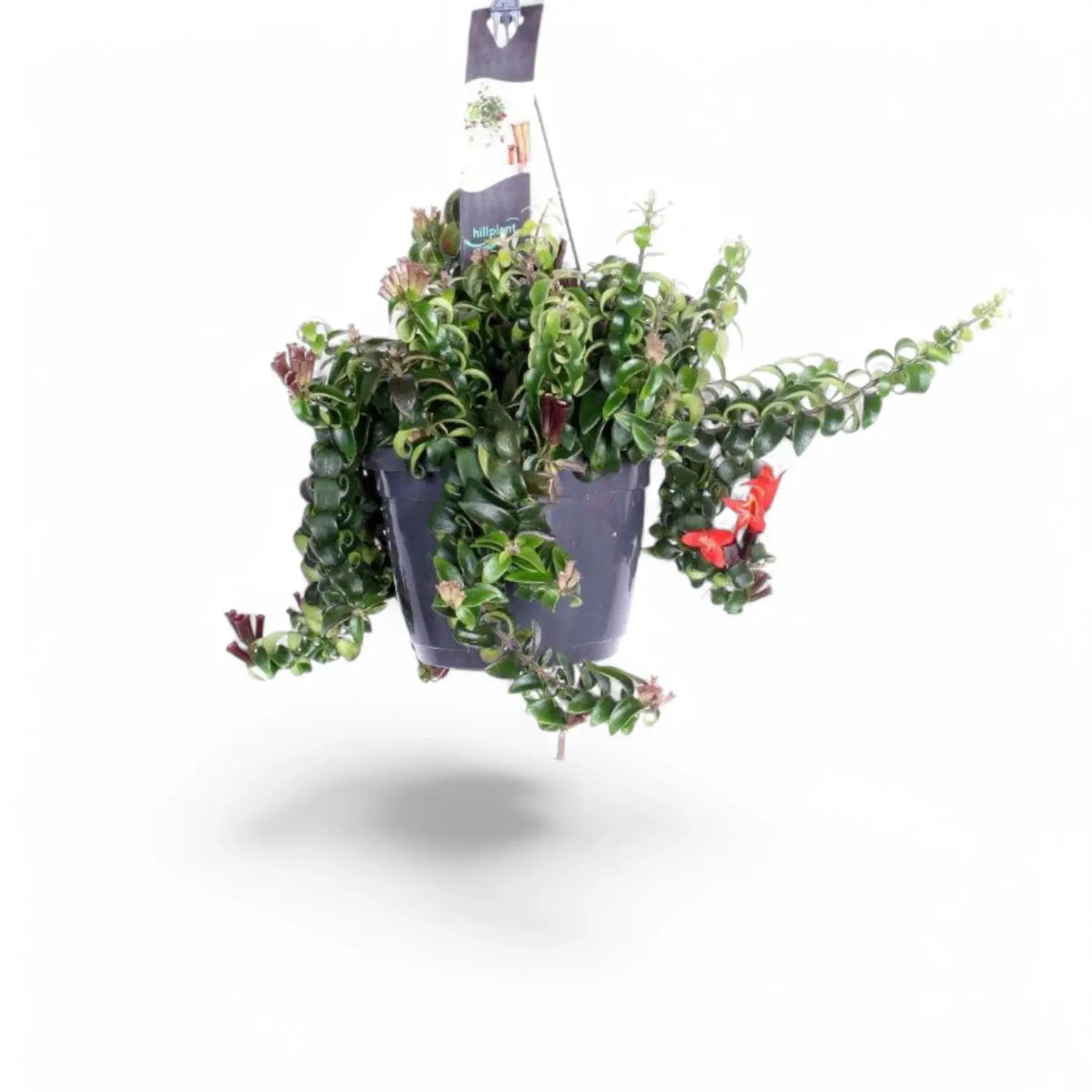 Aeschynanthus 'Swing' potted plant in nursery pot on white background.