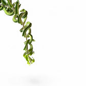 Aeschynanthus 'Twister' close-up of leaf on white background.