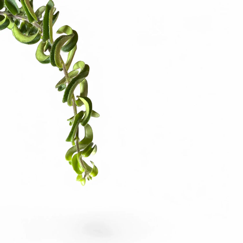 Aeschynanthus 'Twister' close-up of leaf on white background.