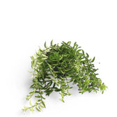 Aeschynanthus 'Twister' potted plant in nursery pot on white background.