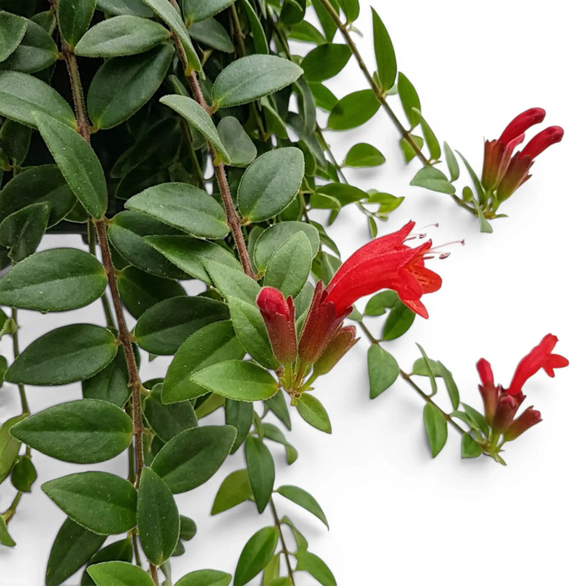 Close-up of Aeschynanthus 'Japhrolepis' leaves and red flowers.