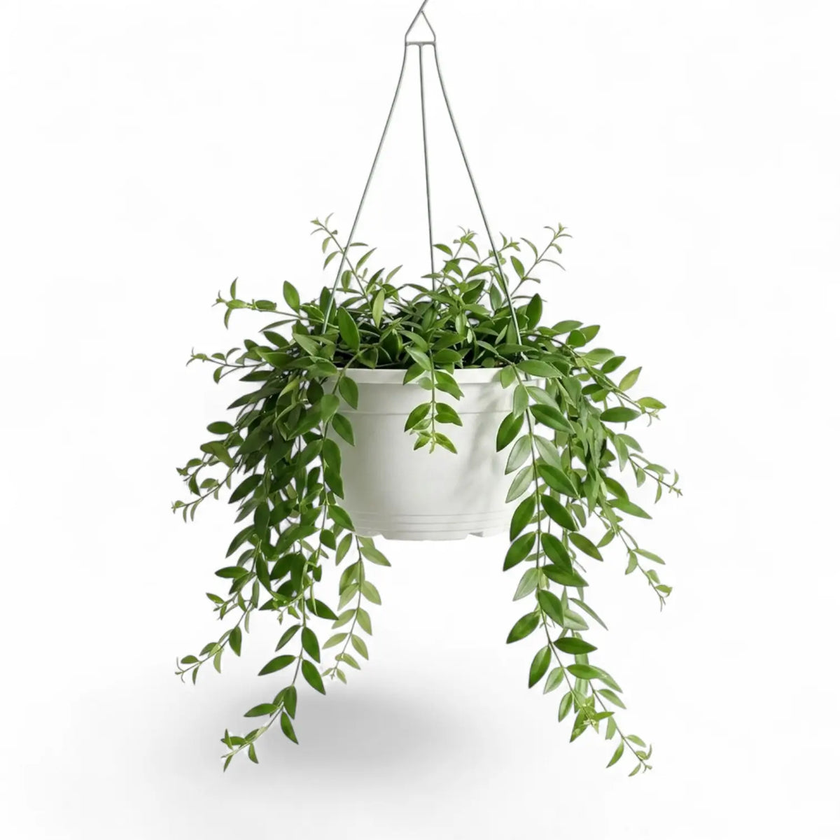 Aeschynanthus 'Japhrolepis' als Hängepflanze im Kulturtopf.