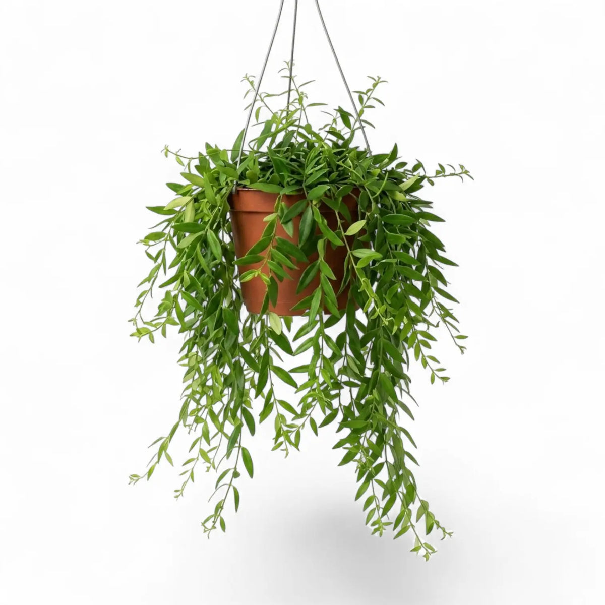 Aeschynanthus 'Japhrolepis' als Hängepflanze im Kulturtopf.