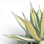 Agave americana Mediopicta Alba – Nahaufnahme einer cremefarben panaschierten Rosette vor weißem Hintergrund