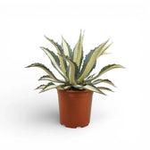 Agave americana Mediopicta Alba – Topfpflanze vor weißem Hintergrund