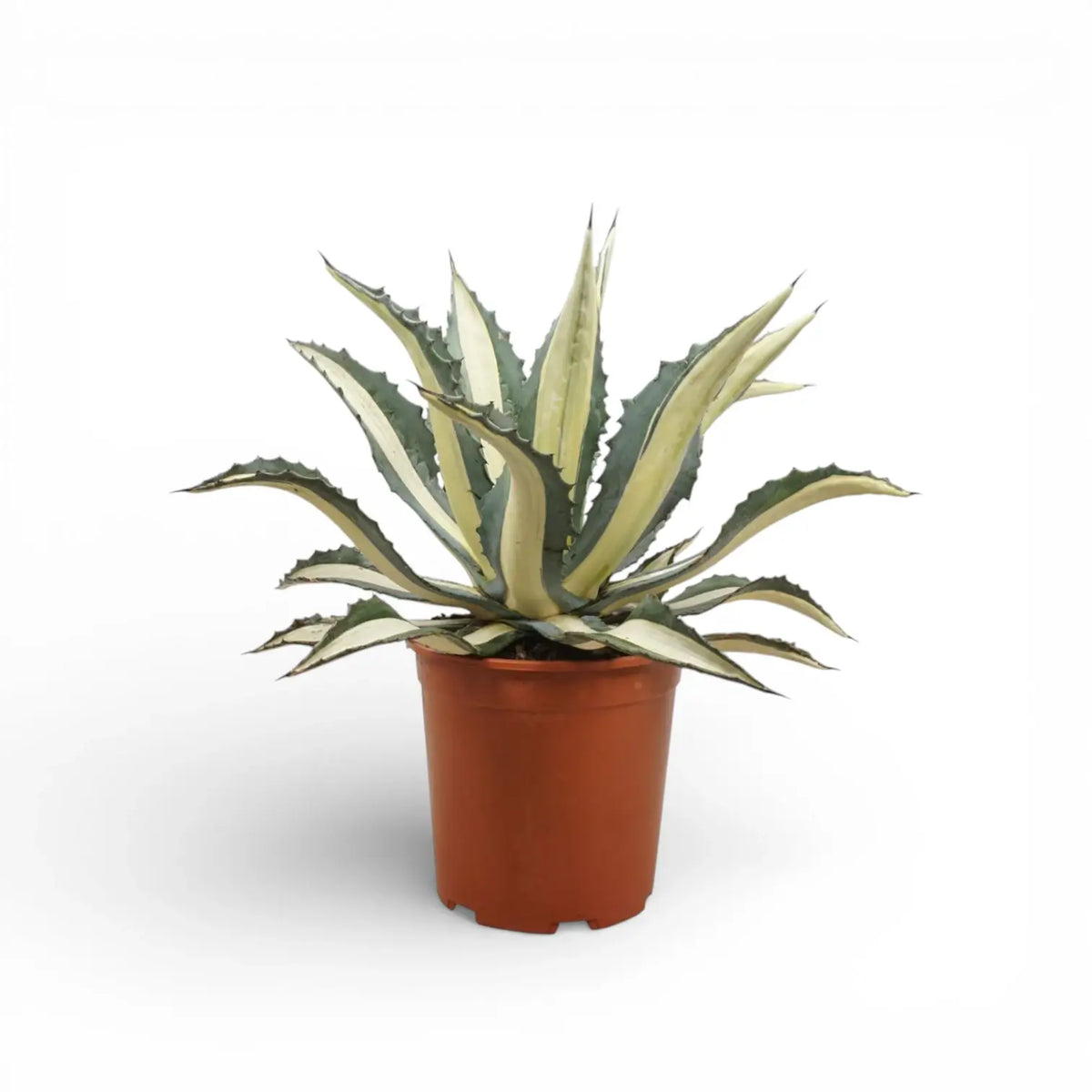 Agave americana Mediopicta Alba – Topfpflanze vor weißem Hintergrund