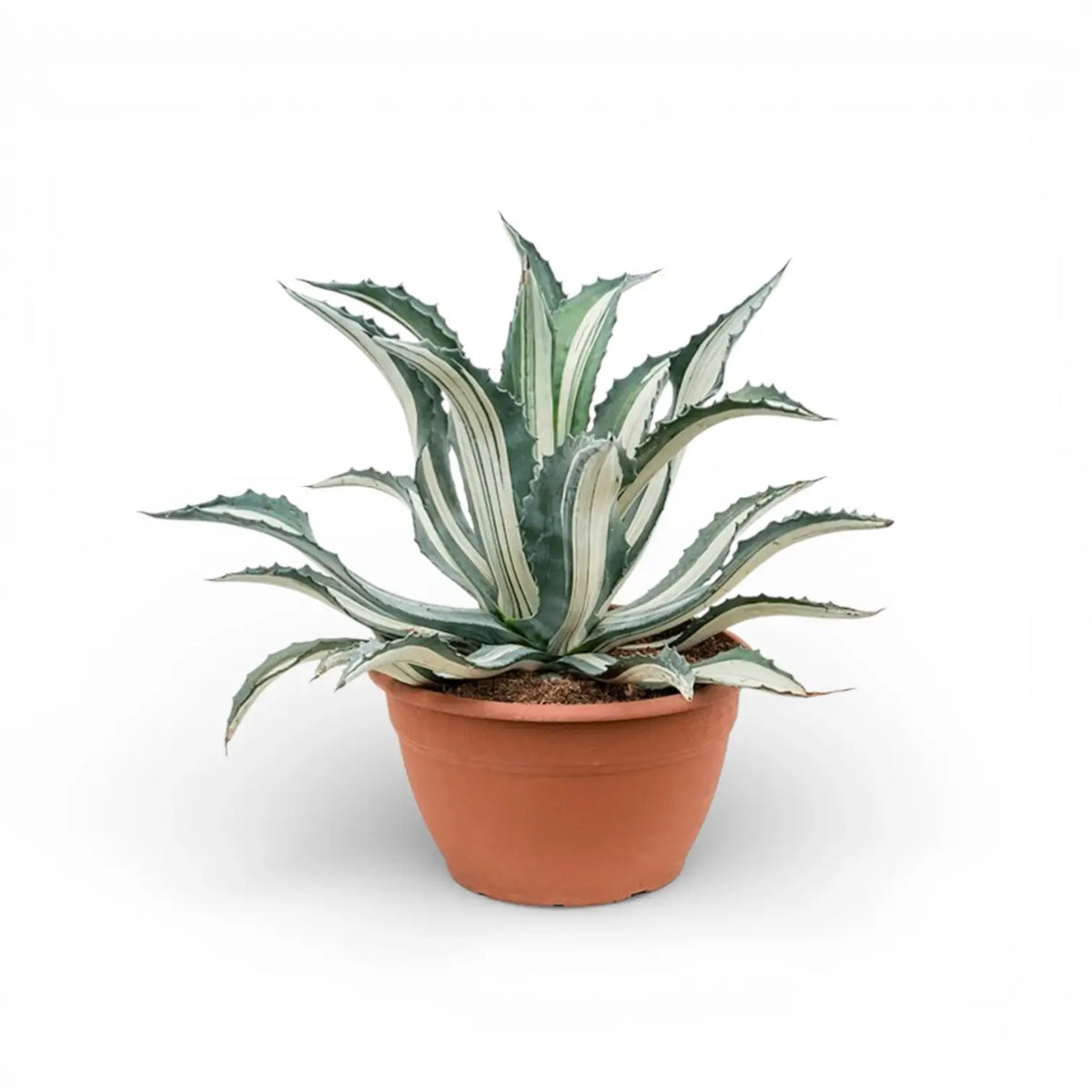 Agave americana Mediopicta Alba – Topfpflanze vor weißem Hintergrund