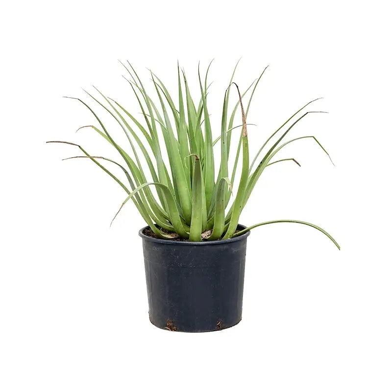 Agave bracteosa Zimmerpflanze im Anzuchttopf vor weißem Hintergrund, Produktfoto 2.