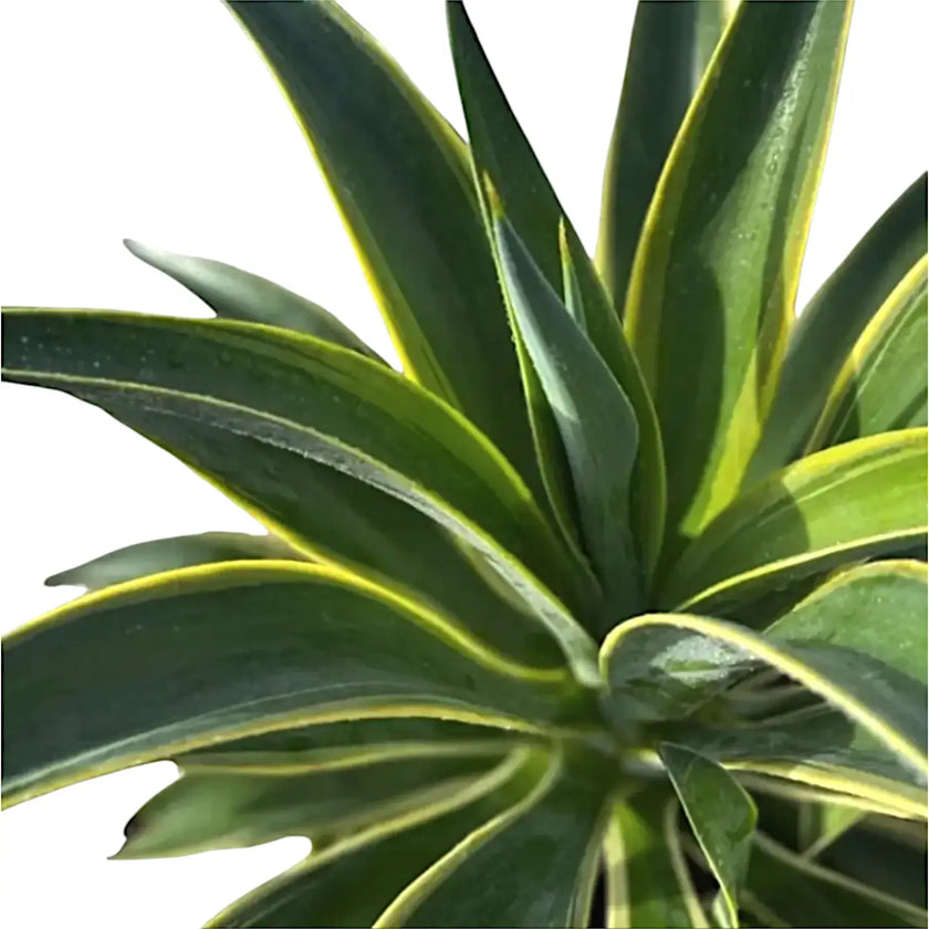 Agave demeesteriana f. marginata close-up of leaf on white background.