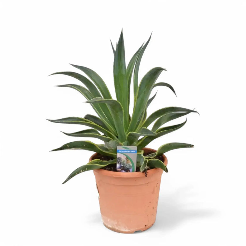 Agave demeesteriana f. marginata potted plant in nursery pot on white background.