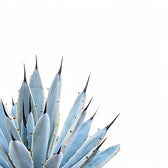 Agave macroacantha – Blattdetail vor weißem Hintergrund..
