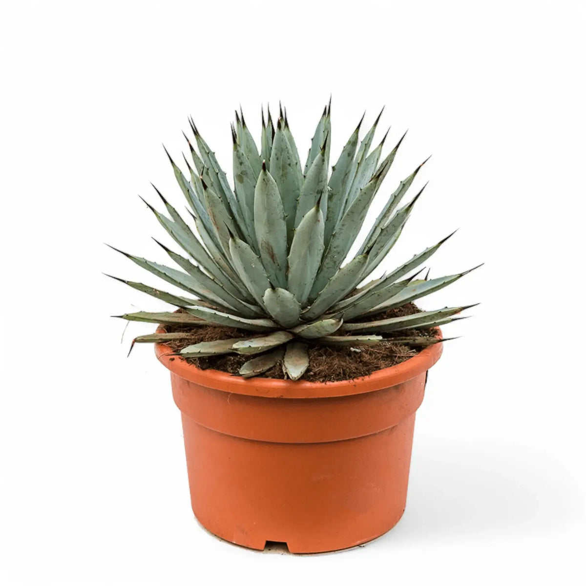 Agave macroacantha – Topfpflanze im Kulturtopf vor weißem Hintergrund, Produktfoto 2.