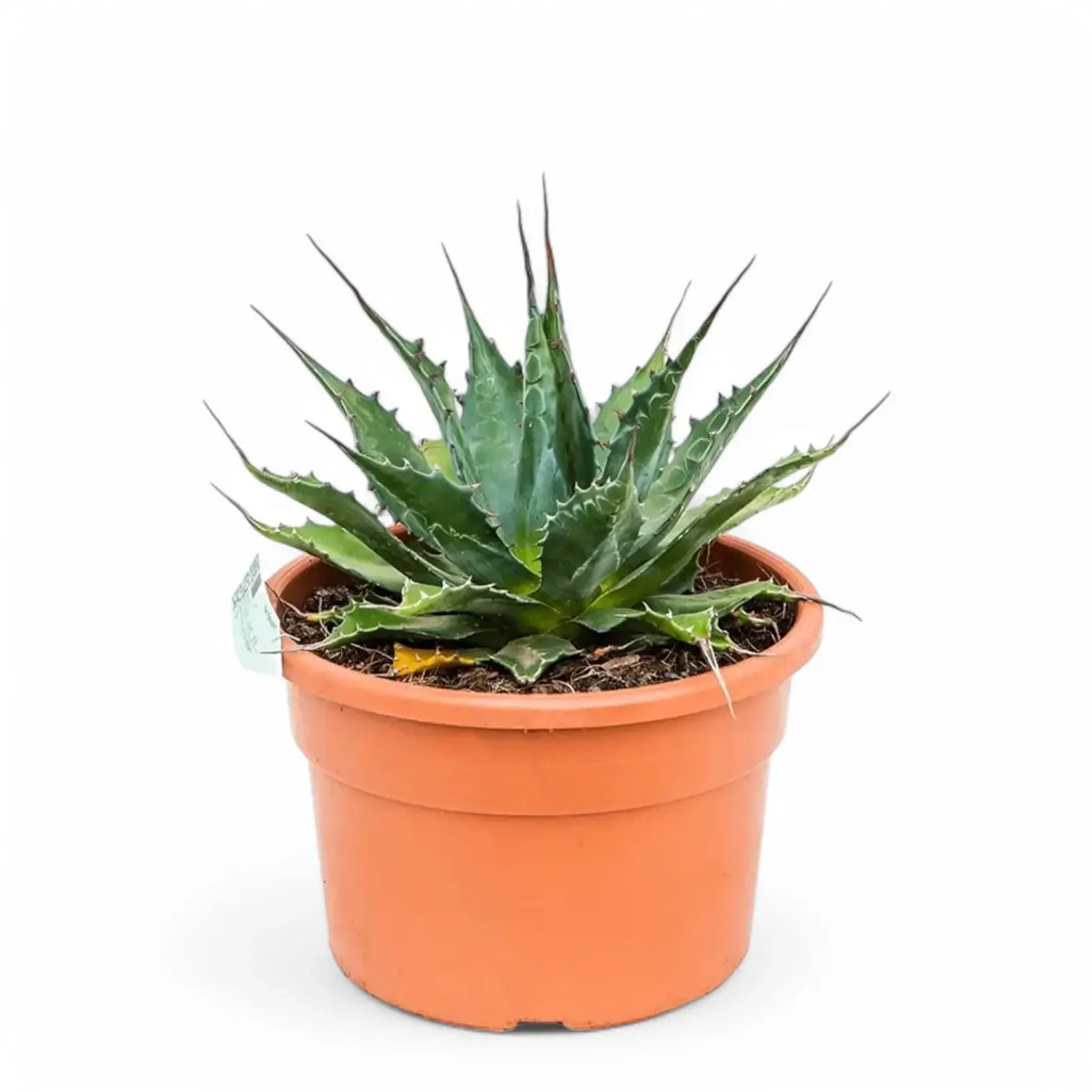Agave montana Zimmerpflanze im Anzuchttopf vor weißem Hintergrund, Produktfoto 2.