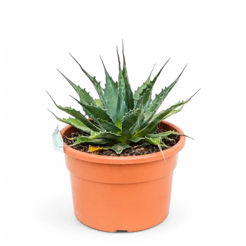 Agave montana potted plant in nursery pot on white background.