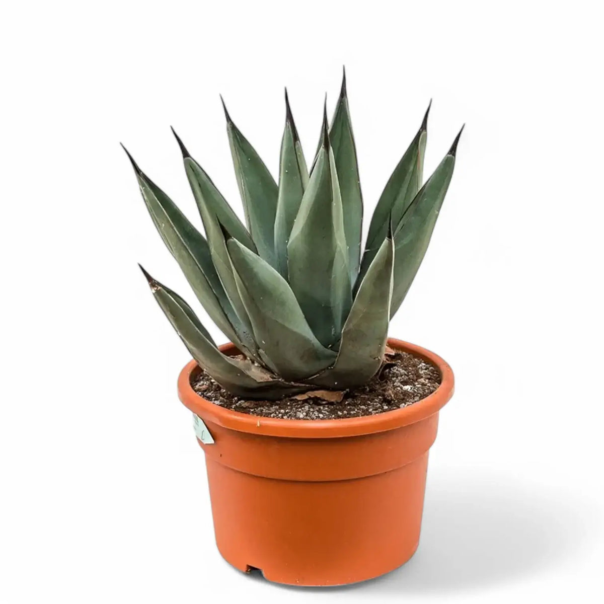 Agave 'Nigra' Zimmerpflanze im Anzuchttopf vor weißem Hintergrund, Produktfoto 2.