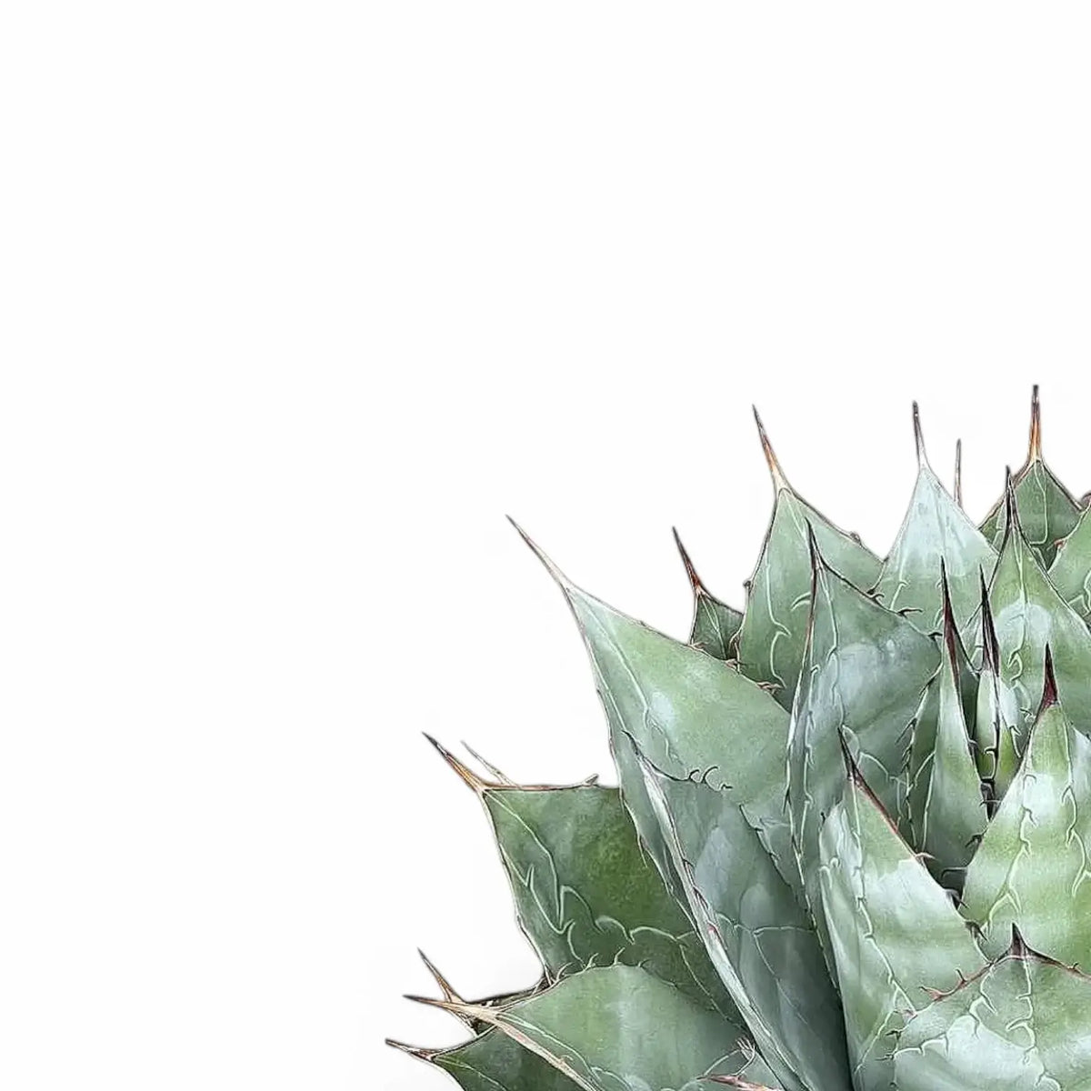 Agave parrasana leaf detail on white background.