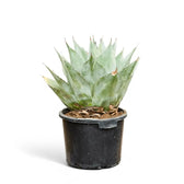 Agave parrasana potted plant in nursery pot on white background.