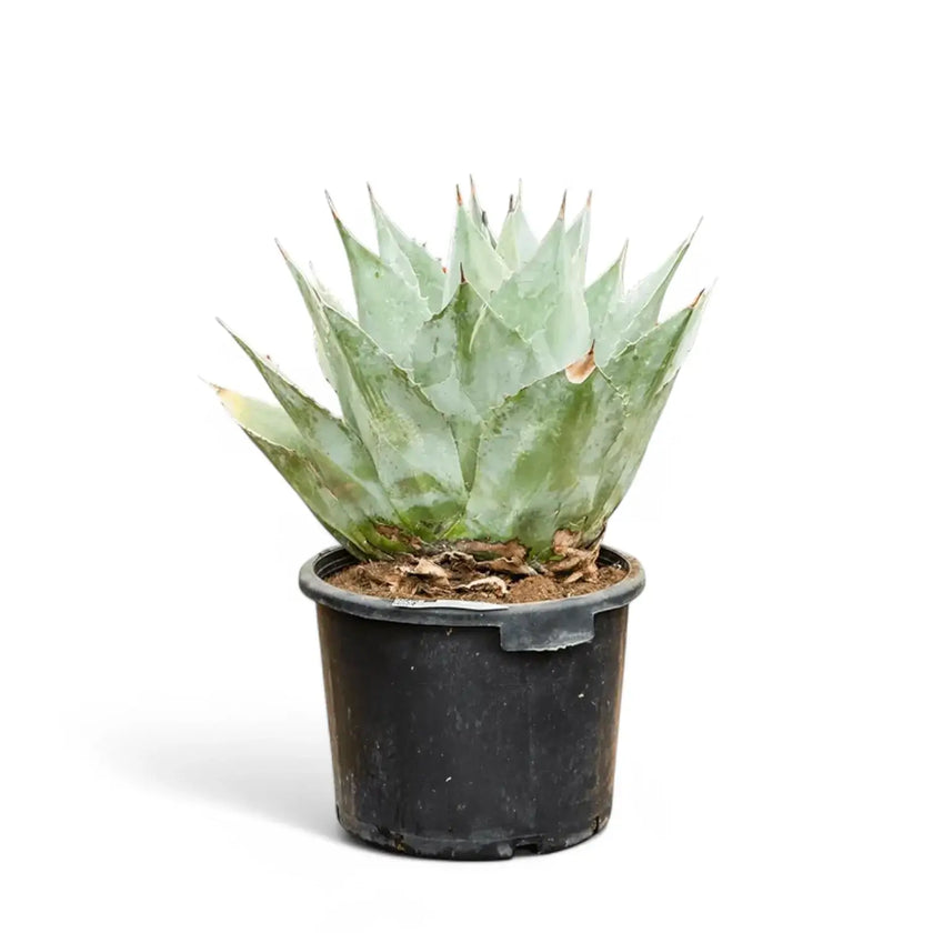 Agave parrasana potted plant in nursery pot on white background.