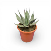 Agave neomexicana potted plant in nursery pot on white background.