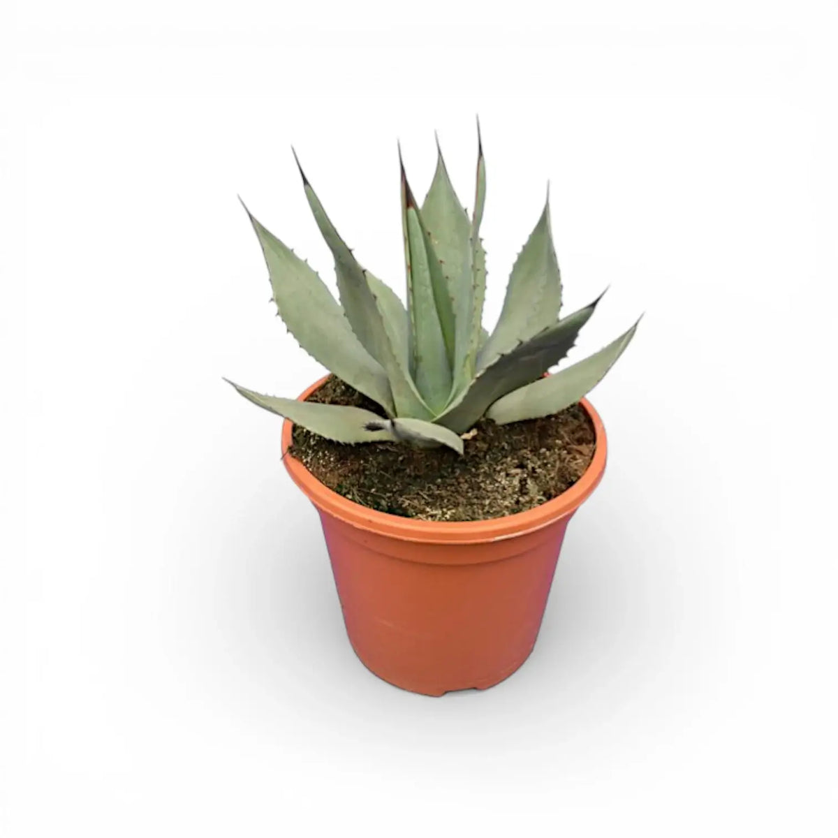 Agave neomexicana potted plant in nursery pot on white background.