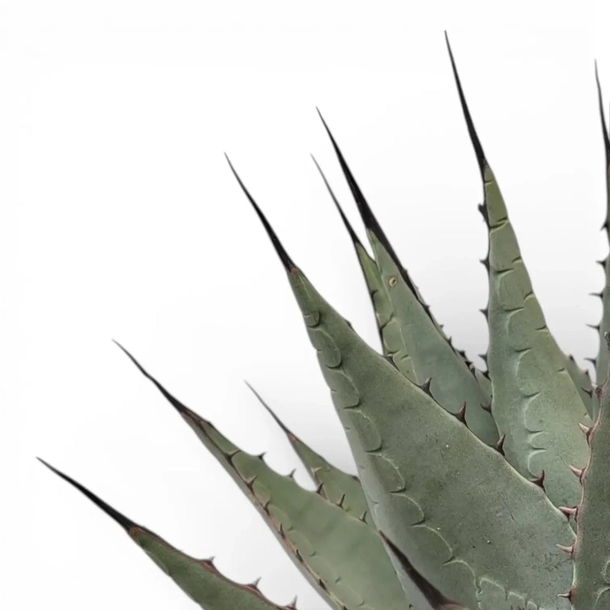 Agave neomexicana potted plant in nursery pot on white background.