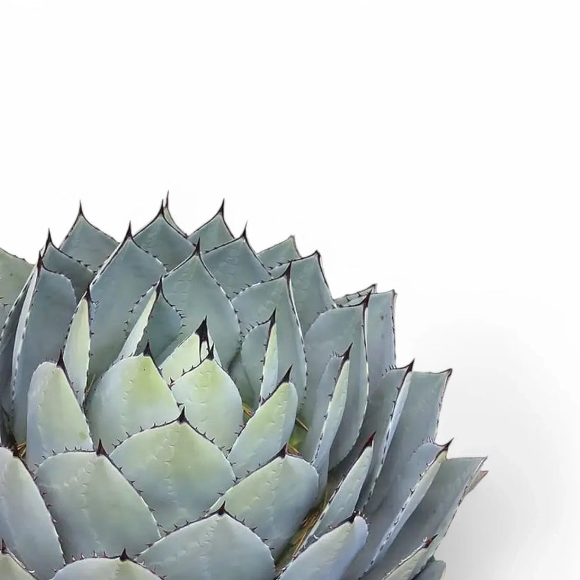 Agave parryi var truncata leaf close-up on white background.
