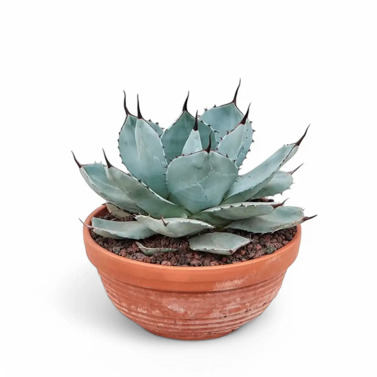 Agave parryi var truncata potted plant in nursery pot on white background.