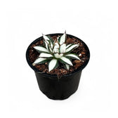Agave 'Peace Revolution' Zimmerpflanze im Anzuchttopf vor weißem Hintergrund, Produktfoto 2.