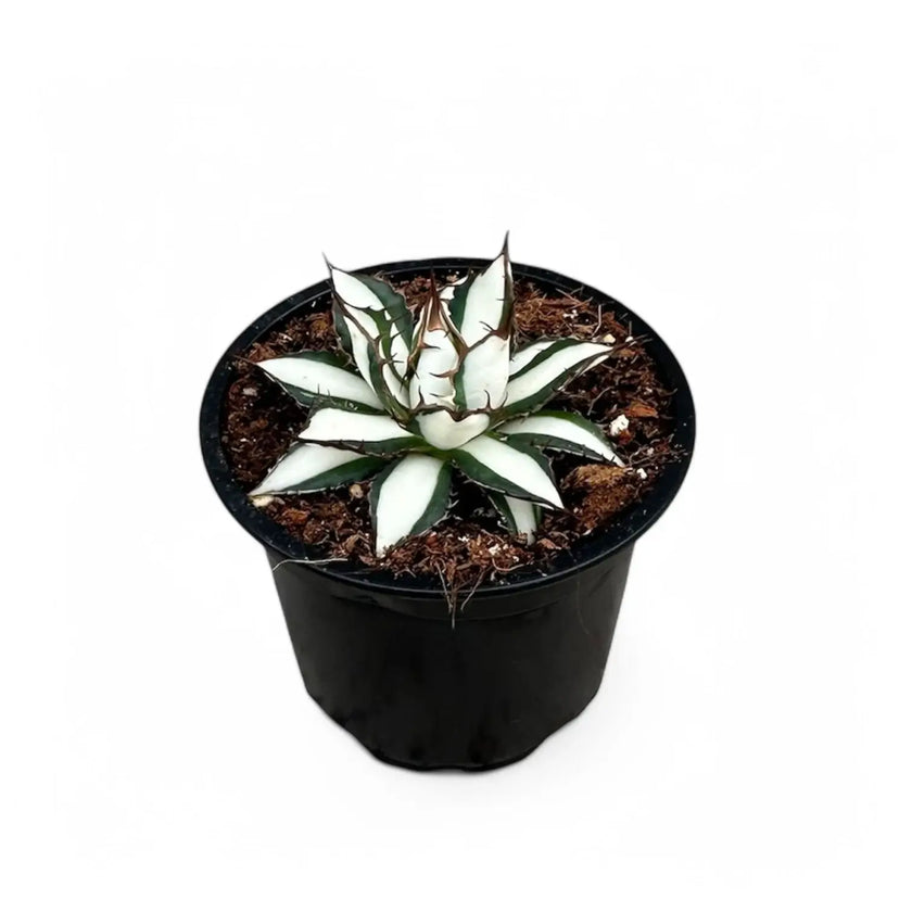 Agave 'Peace Revolution' potted plant in nursery pot on white background.